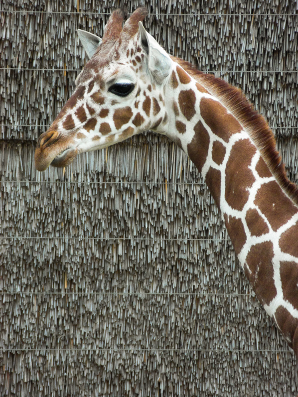 Giraffe scherp