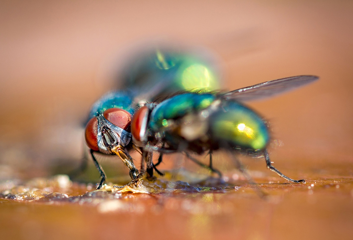 Handboek Macrofotografie: 10 Tips + Interview Met De Schrijver ...