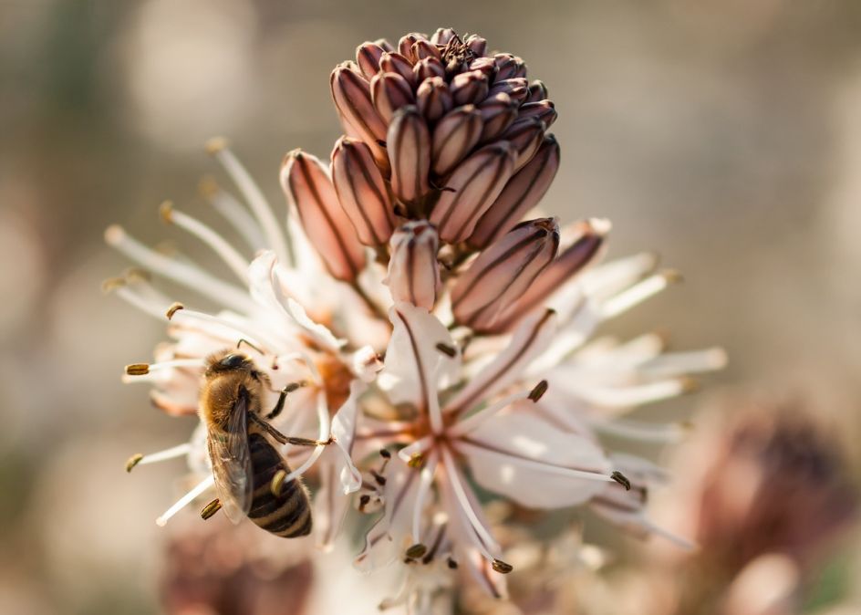 Macrofotografie Ideeën | Digifoto Starter