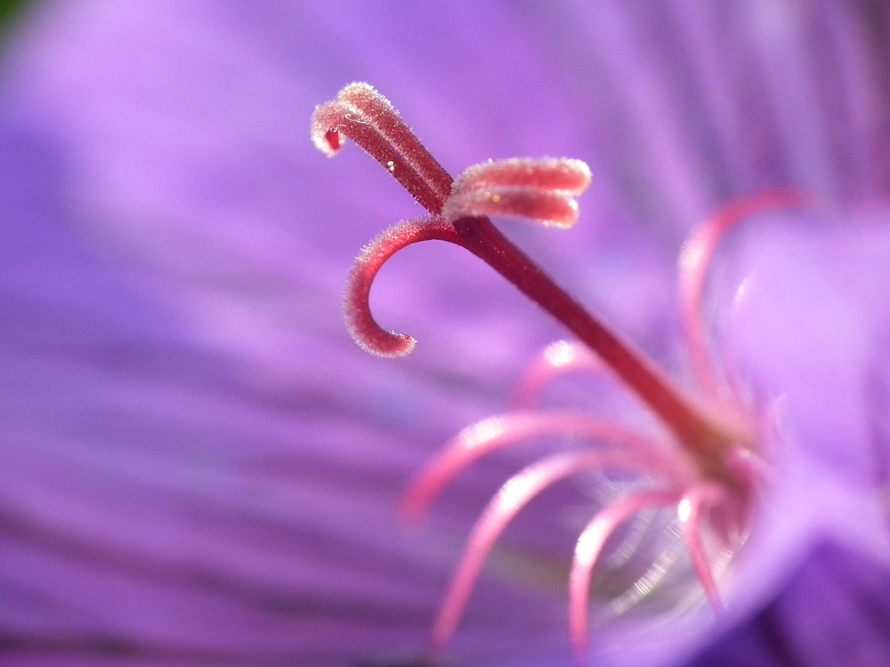 Macrofotografie: Schakel De Autofocus Uit | Digifoto Starter