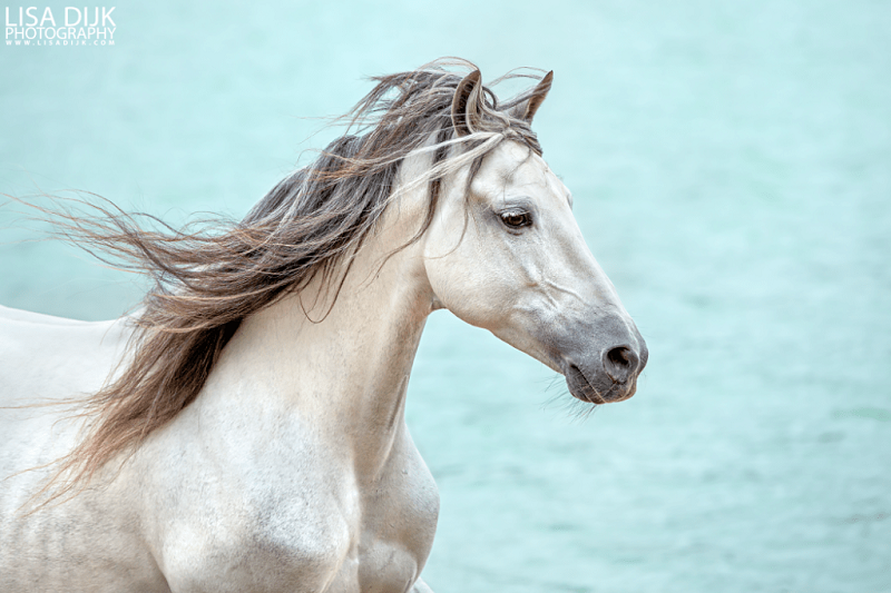 fotofair 2021, Fotofair, Masterclass paarden in actie, Lisa Dijk, paardenfotografie, Masterclass, leren, fotograferen