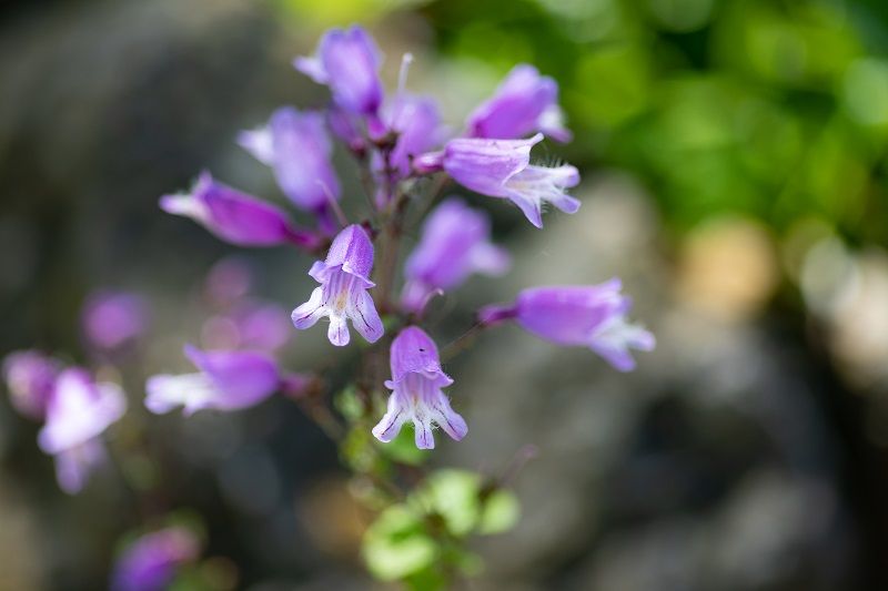 5 Tips Voor Macrofotografie | Digifoto Starter