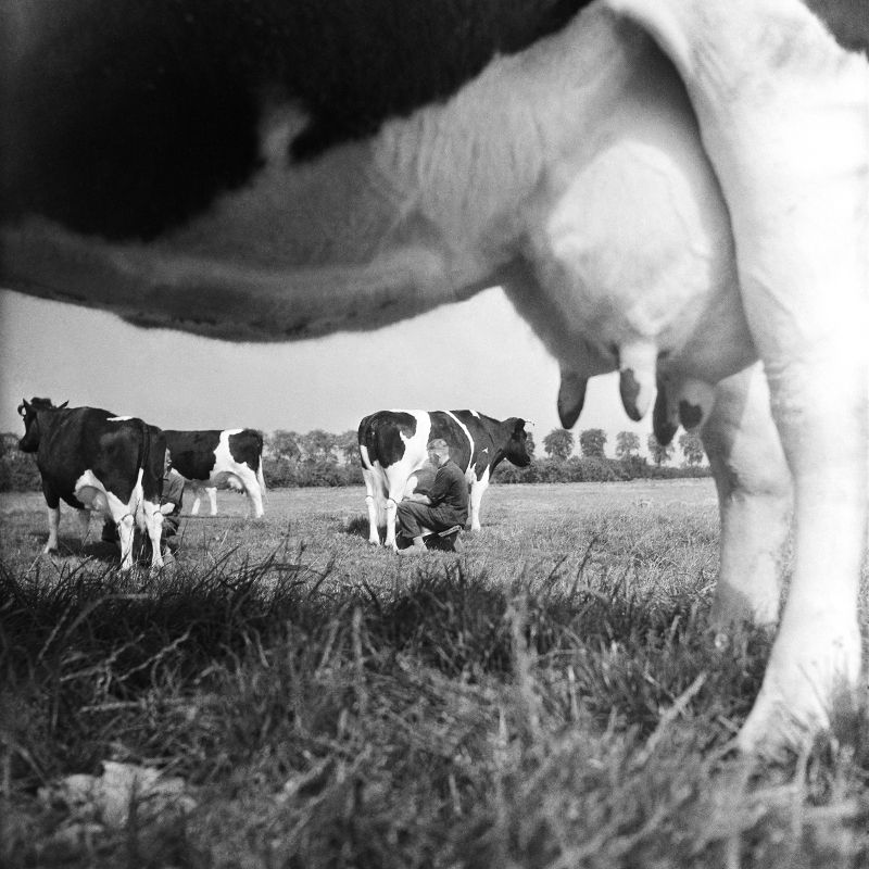 Met de hand melken zwartbont vee (1944) © Cas Oorthuys / Nederlands Fotomuseum