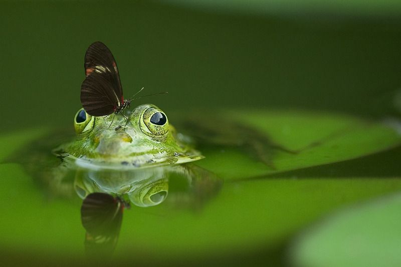 Macrofotografie