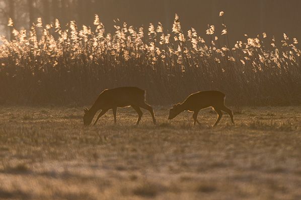 Foto: Benjamin van der Spek