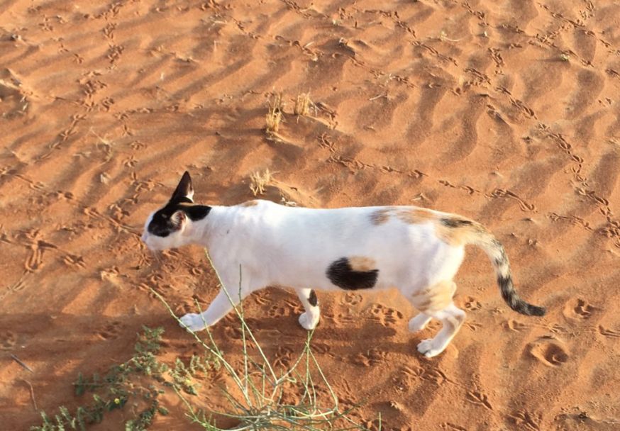 Optische illusie – Kat heeft gat in buik