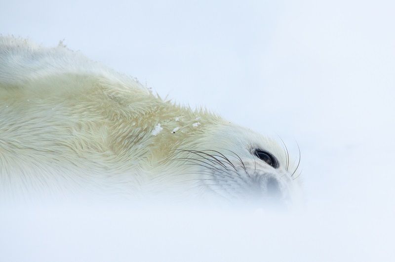 zeehond