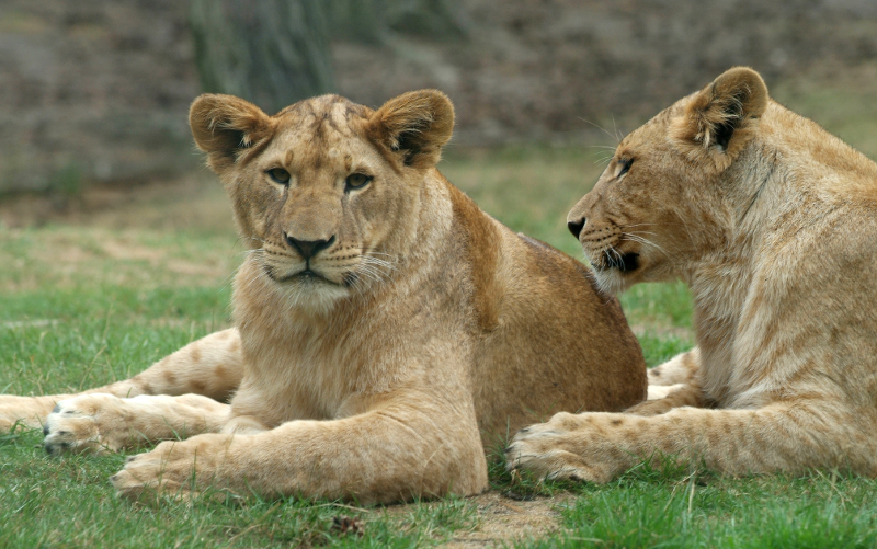 Dierenfotografie