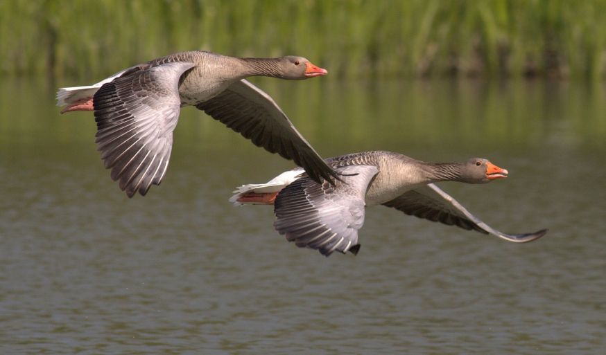 Gans in vlucht