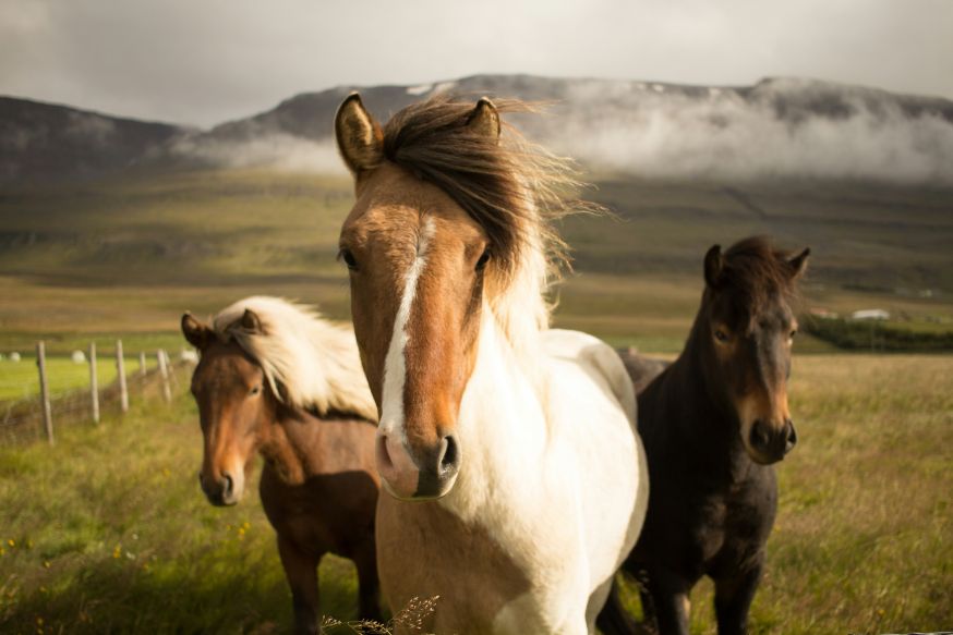 paarden fotograferen