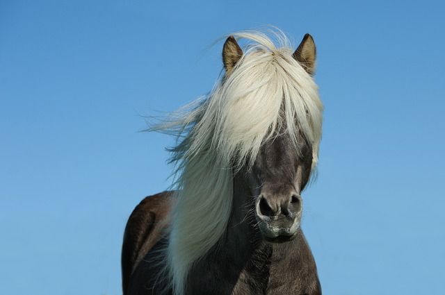 paard, paarden, paardenfotografie, dieren fotograferen