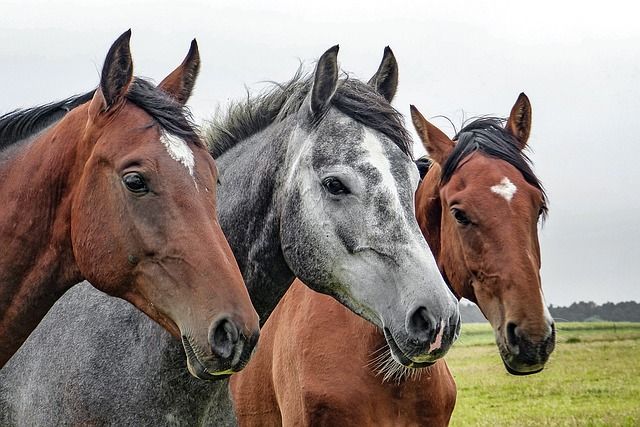 paarden fotograferen, dieren fotograferen, dieren fotografie, paarden fotografie