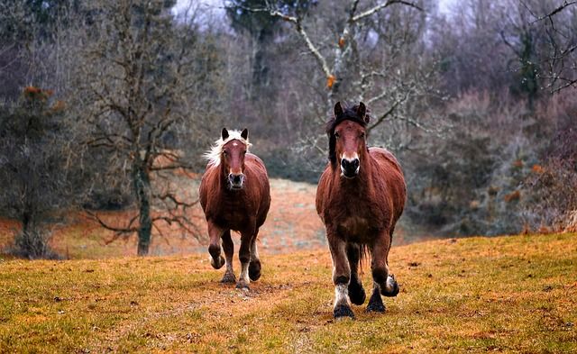 huisdier, huisdier fotograferen, dieren, dieren fotograferen