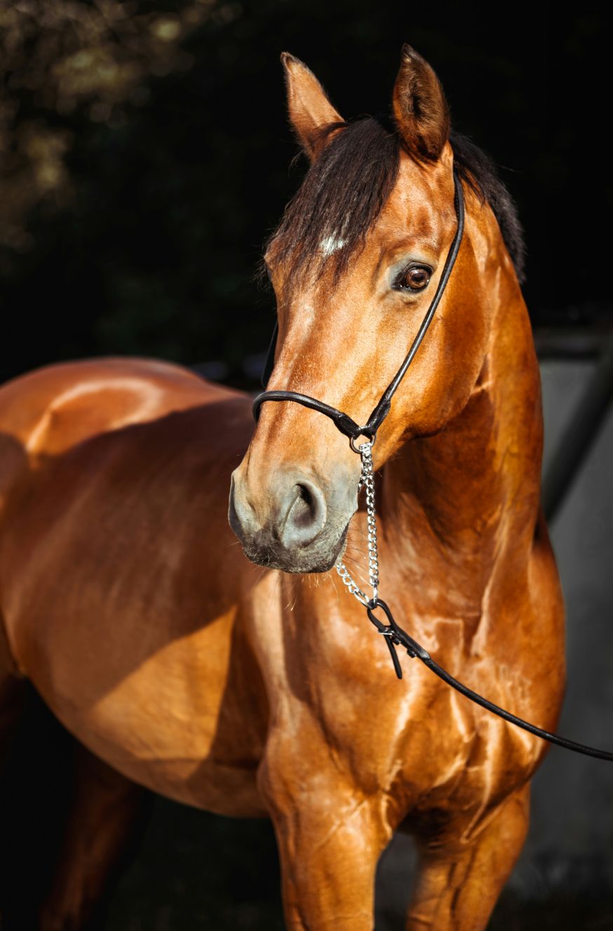 paarden fotograferen