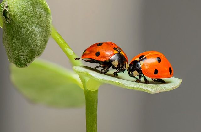 Originele Macrofotografie | Digifoto Starter