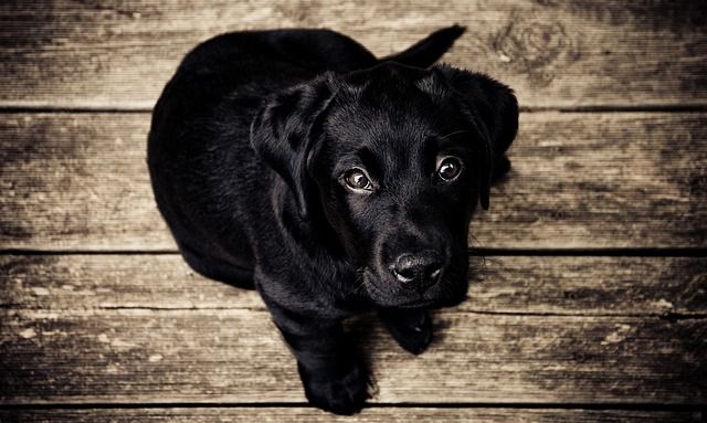 huisdier, huisdier fotograferen, dieren, dieren fotograferen