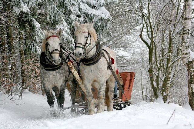 paarden fotograferen, dieren fotograferen, dieren fotografie, paarden fotografie