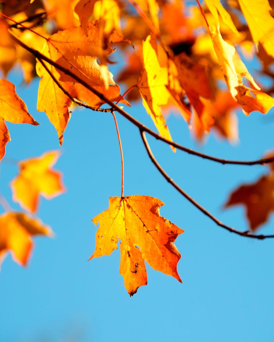 herfst, herfstkleuren, herfstkleuren fotograferen