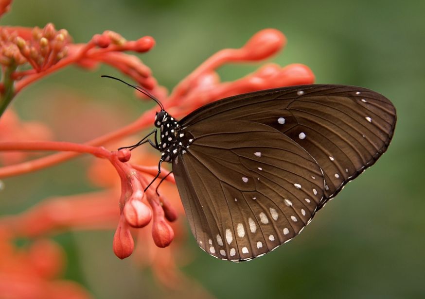 MAcrofotografie, vlinder