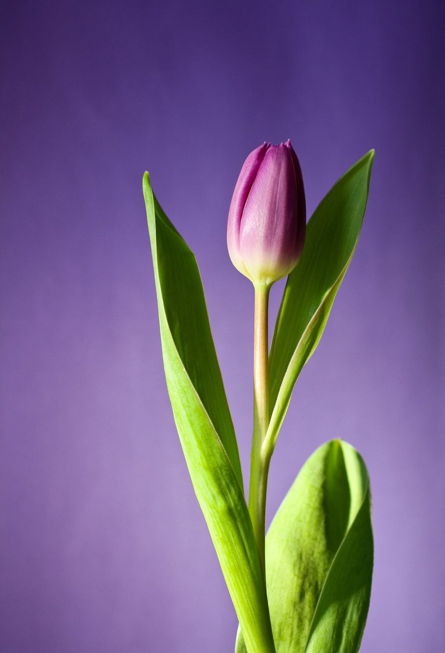 Tulp