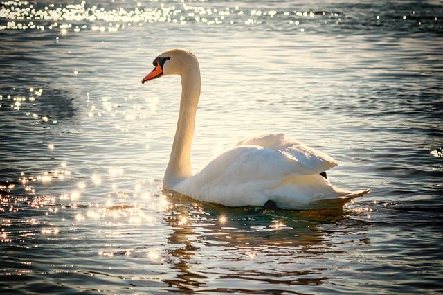 vogels, vogels fotograferen