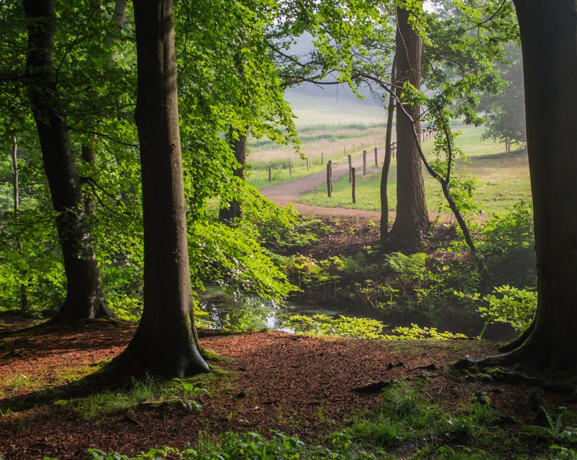 Landschap bos Oosterbeek Nederland | digifoto Starter