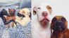 Zoete hondensnuitjes in Life of Pikelet fotoboek