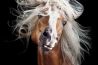 Inspirerende fotoreeks voor paardenliefhebbers