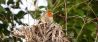 Broedende vogels worden verstoord door fotografen 