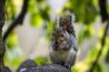 Leren: Eekhoorntjes fotograferen