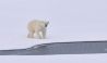 Video: natuurfotograaf jaagt ijsbeer weg 