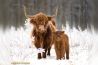 Fotoreportage: Schotse Hooglanders in de sneeuw