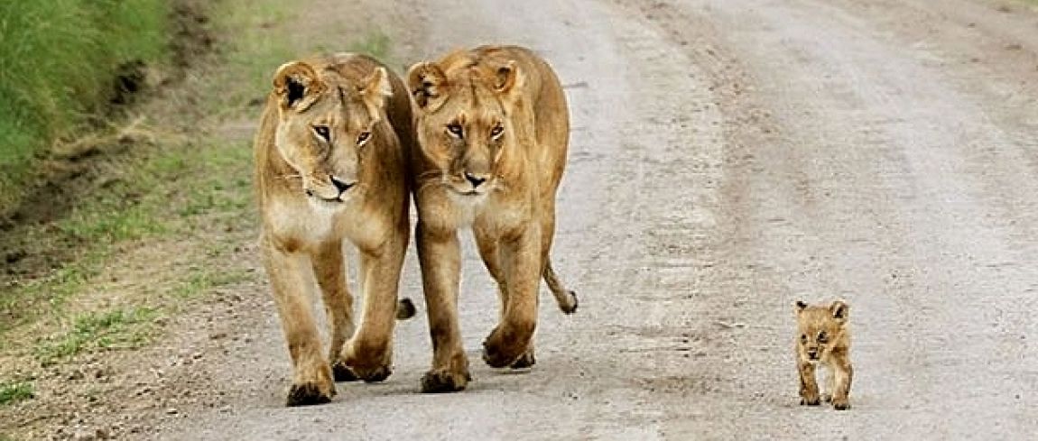 Beste 10 aandoenlijke foto's van jonge dieren met hun ouders | digifoto DI-52