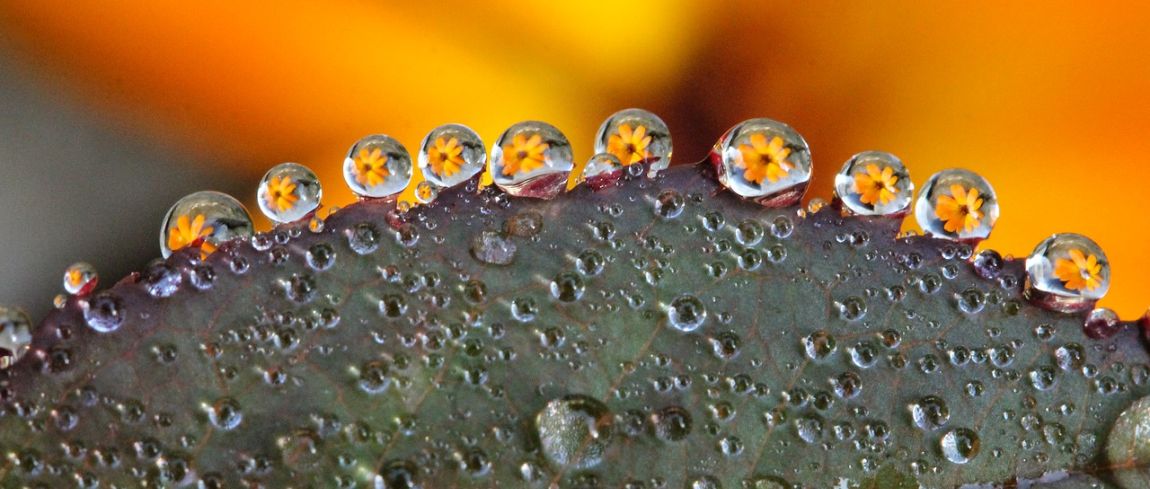 Macrofotografie regen creëren zonder regen digifoto Starter