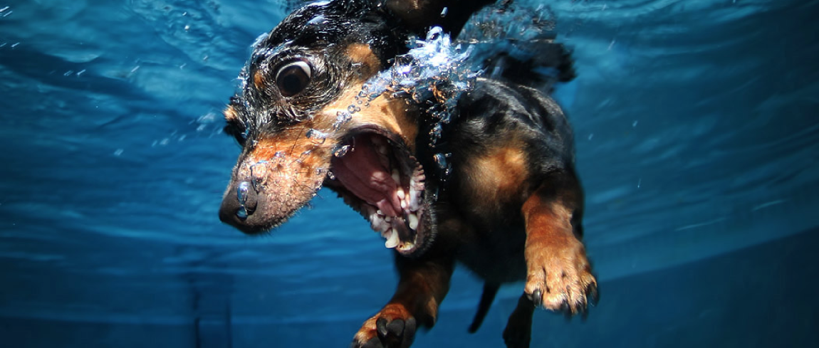 maak het plat Vermoorden maak het plat Honden het water in achter hun speeltje aan! | digifoto Starter