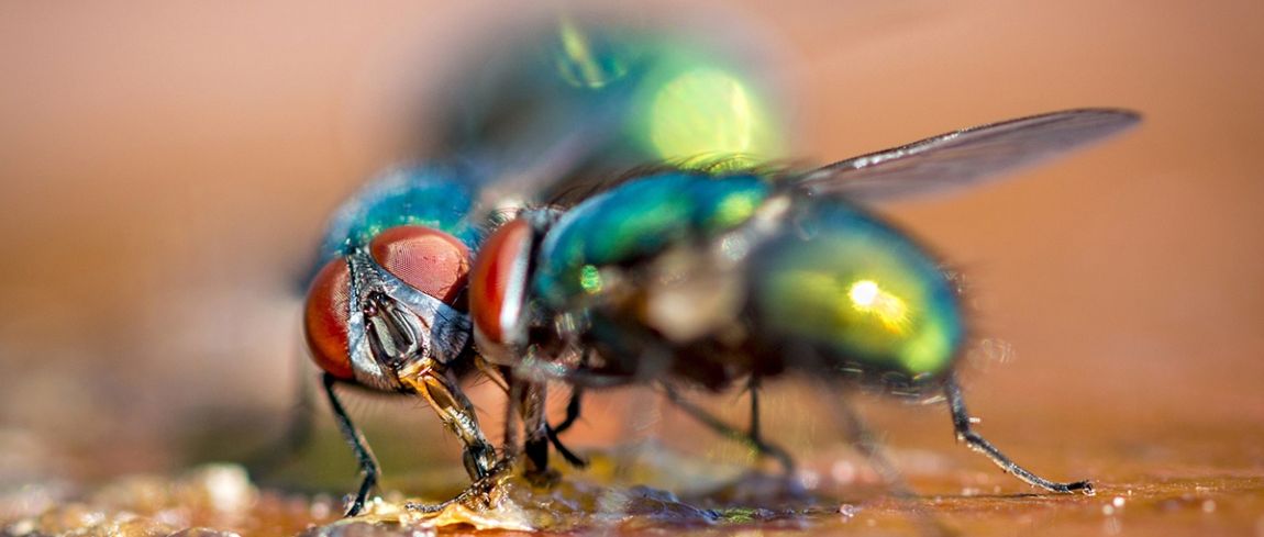 Handboek Macrofotografie: 10 Tips + Interview Met De Schrijver ...