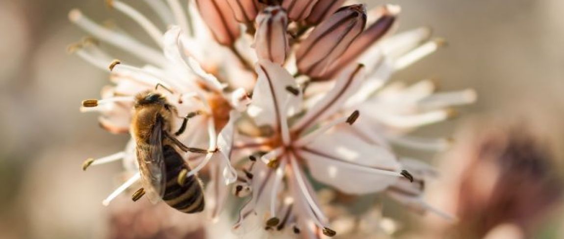 Macrofotografie Ideeën | Digifoto Starter